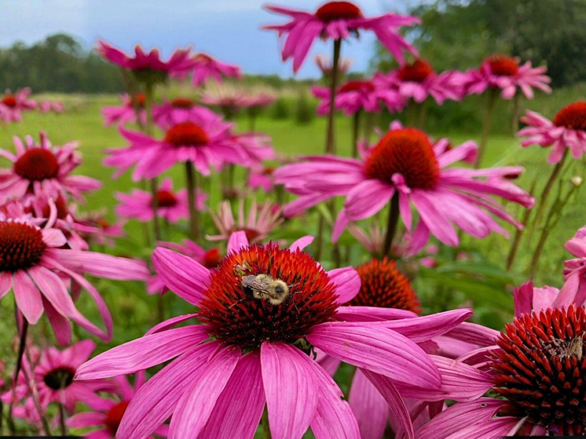 Purple Coneflower Seeds - Echinacea purpurea, Native Perennial, Pollinator-Friendly, Drought Tolerant, Cottage Garden, Wildflower Meadow