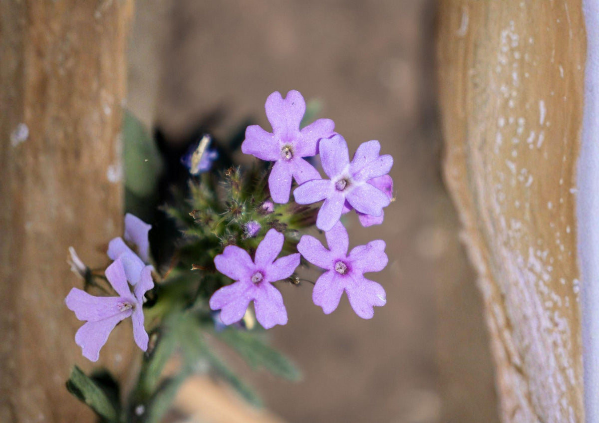 Glandularia bipinnatifida Dakota Vervain Seeds – Native Purple Prairie Wildflower, Drought Tolerant Pollinator Perennial, 50 Seeds