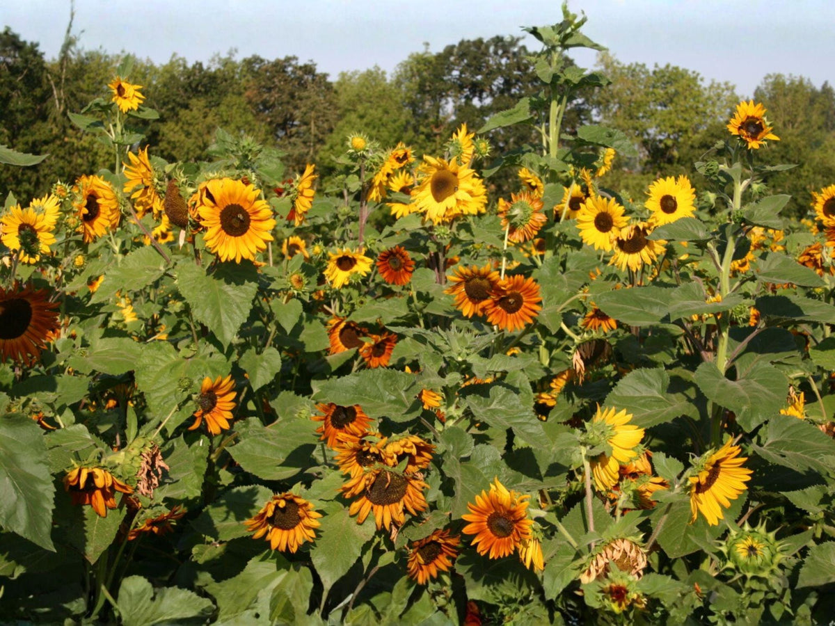 Autumn Beauty Sunflower Seeds – Heirloom Mixed Color Annuals for Fall Gardens – Large Blooms in Yellow, Orange, Red, Bronze, Mahogany