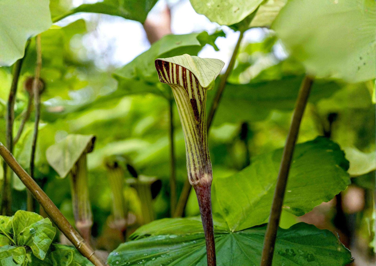 Jack in the Pulpit Seeds – Arisaema triphyllum, Native Woodland Perennial, Shade Garden, Wildflower, 5 Seeds