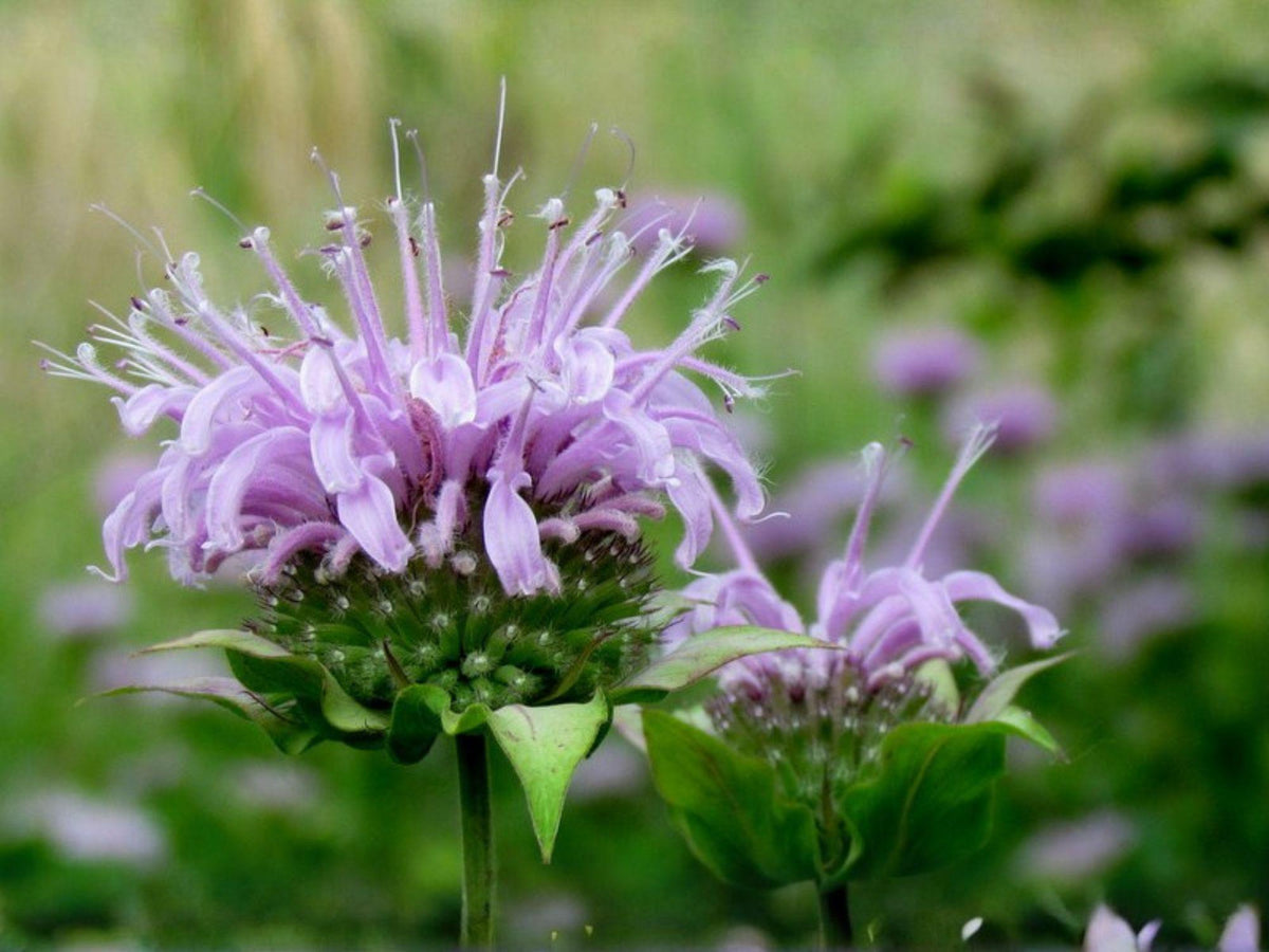 Wild Bergamot Seeds – 100 Native Bee Balm Perennial – Lavender Purple Pollinator Wildflower – Monarda fistulosa