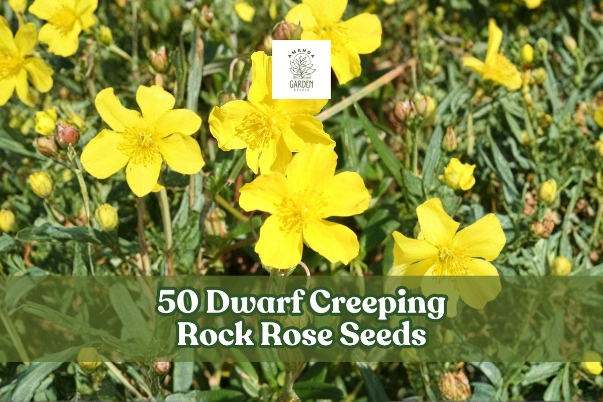 Dwarf Creeping Rock Rose Seeds – Fumana procumbens Perennial Ground Cover for Rock Gardens & Dry Landscapes, Yellow Flowers
