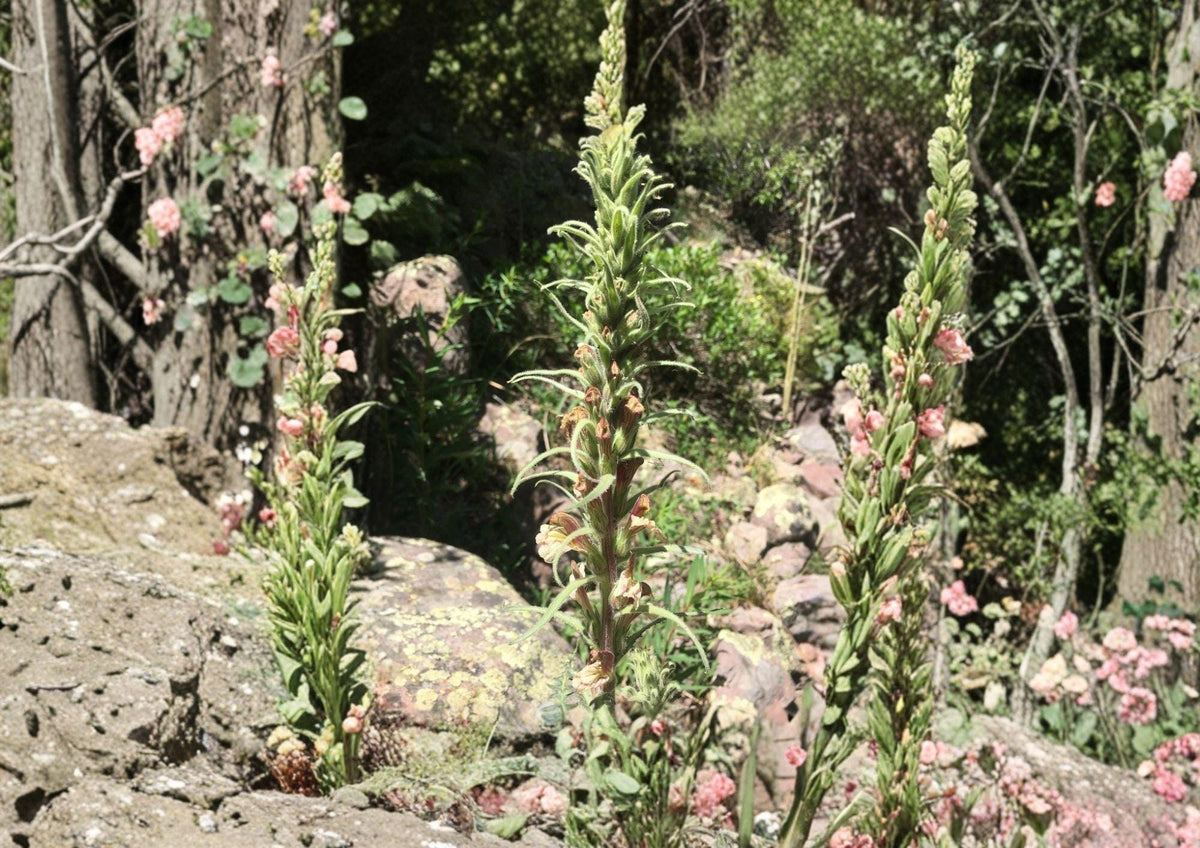 Giant Lousewort Seeds – Native Yellow Wildflower, Pollinator Plant, Pedicularis procera, Perennial, 100 Seeds