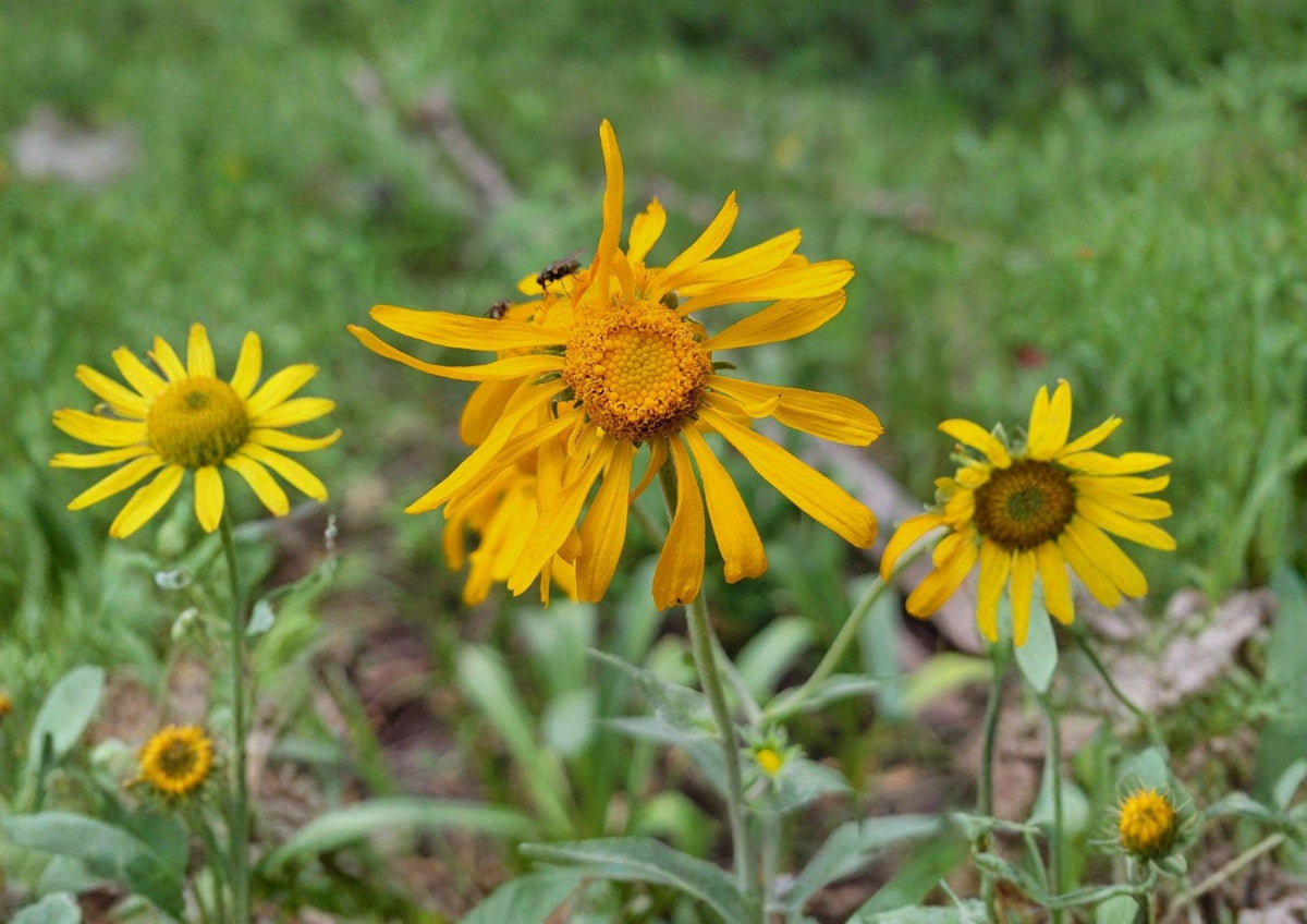 Orange Mountain Daisy Seeds - Native Alpine Wildflower, Pollinator Friendly, Hymenoxys hoopesii, Bright Orange Daisies, Hardy Perennial, 40 Seeds