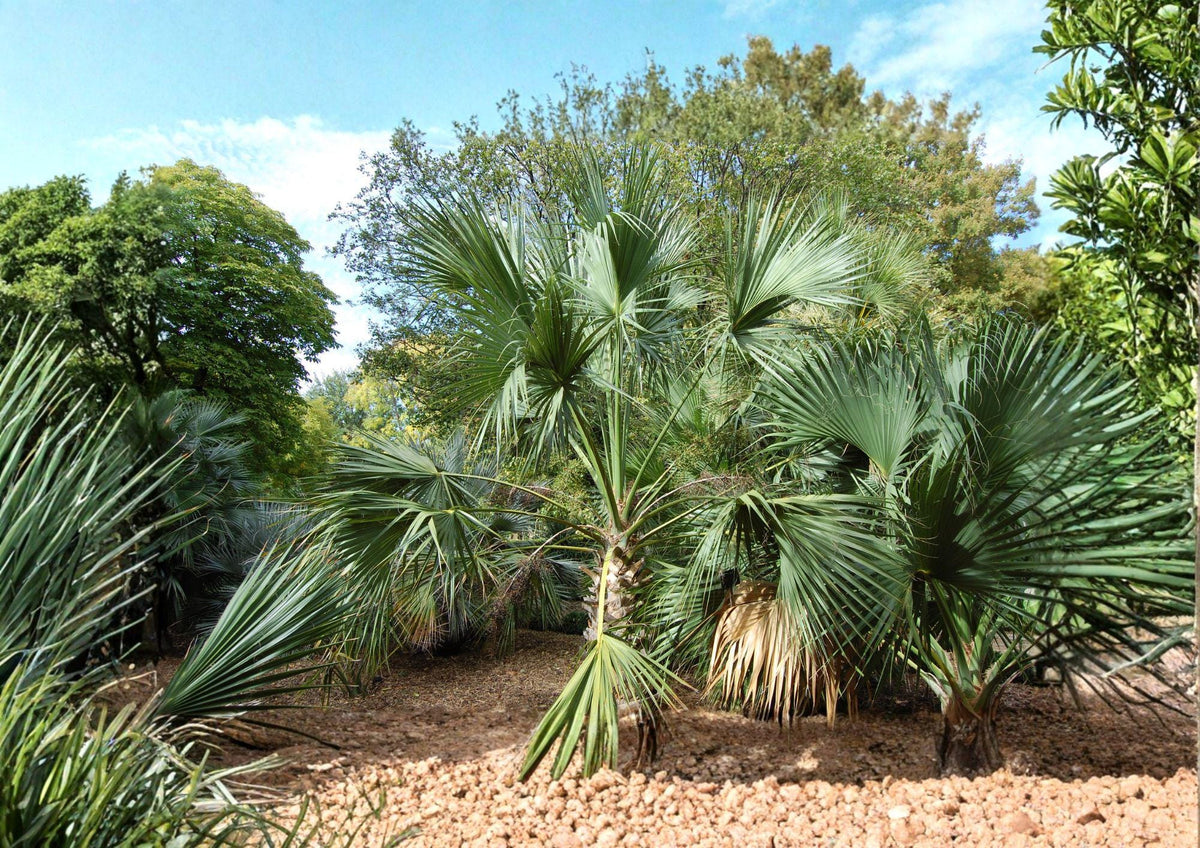 Sabal Palmetto Seeds – Cabbage Palm, Coastal Tolerance, Tropical Fan Palm, Sabal palmetto, 5 Seeds