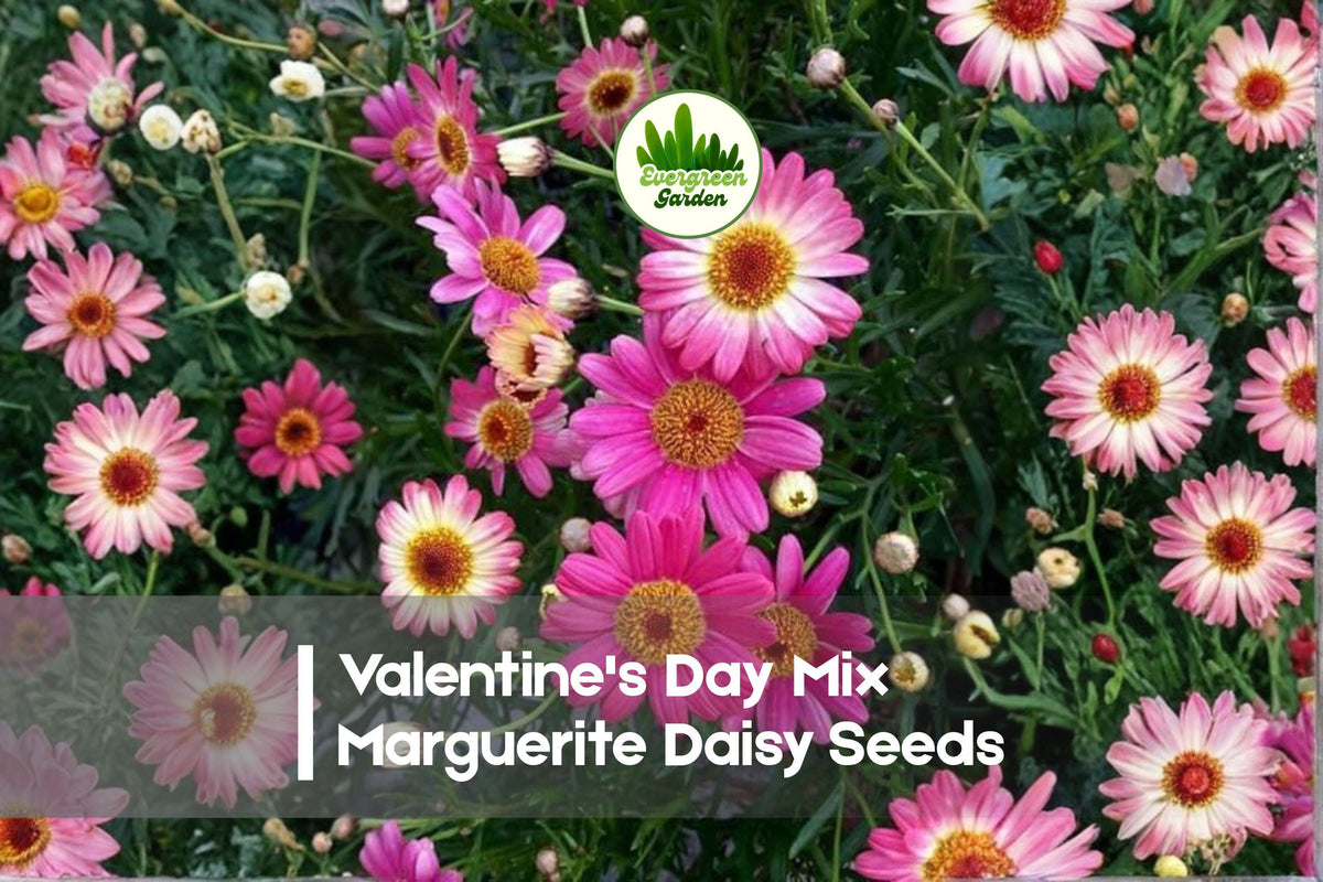 200 Valentine’s Day Mix Marguerite Daisy Seeds, Argyranthemum frutescens, Bright Pink Red White Blooms, Garden, Container Planting