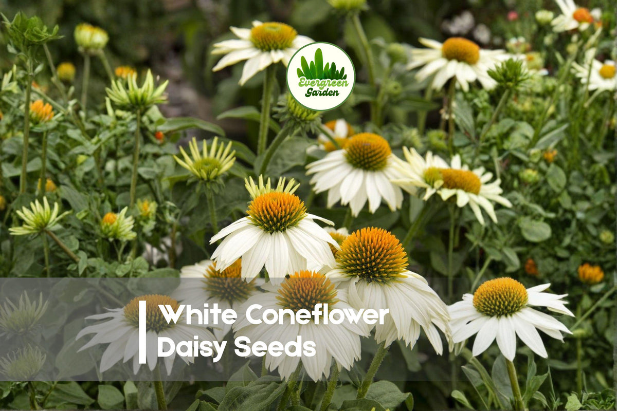 White Coneflower Daisy Seeds – 200 Pure-White Rudbeckia Echinacea Seeds for Borders, Pollinator Gardens, and Summer Blooms