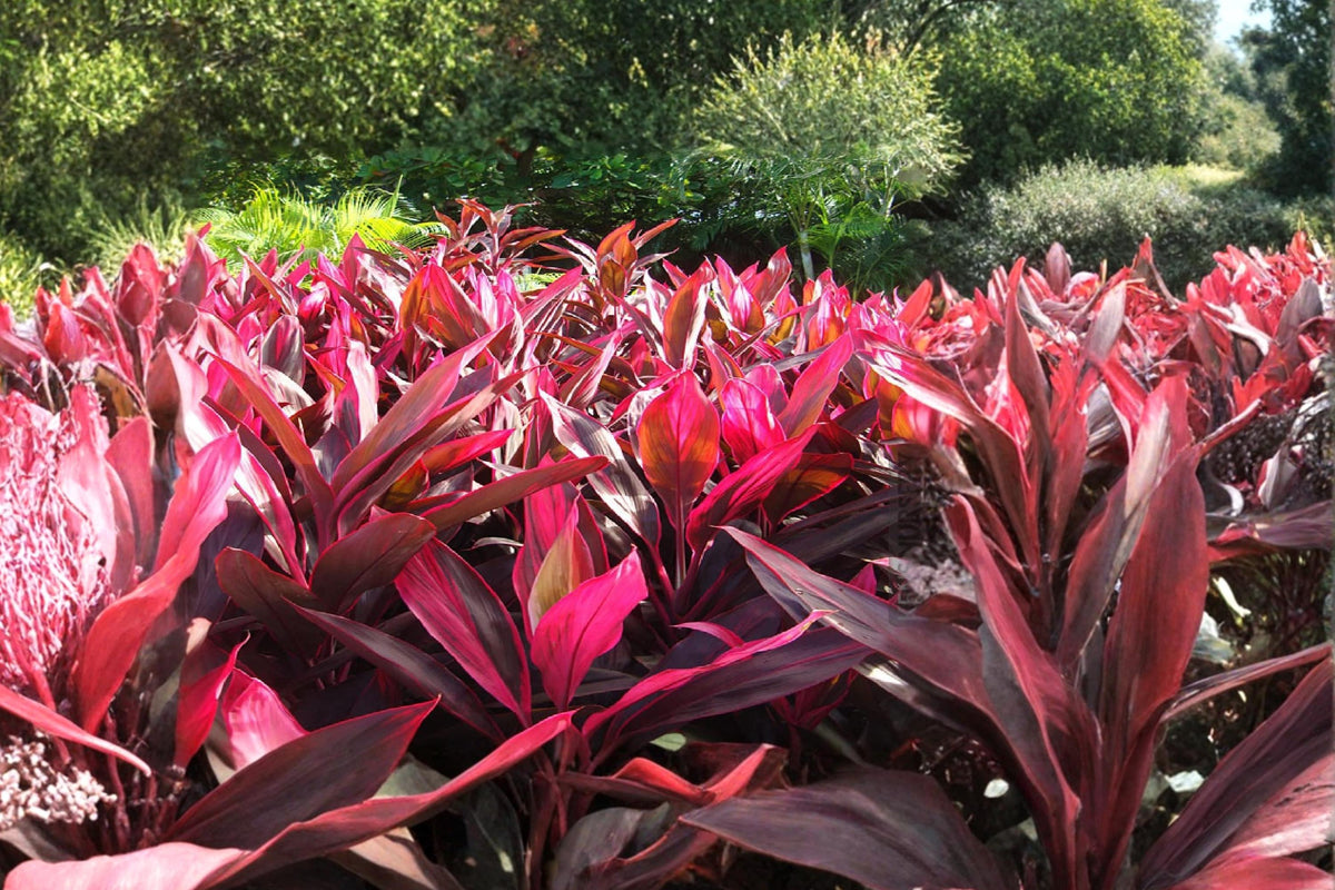 Hawaiian Lilinoe Red Ti Leaf Cuttings – 3 Unrooted 6 Inch Cordyline fruticosa Tropical Foliage Plant
