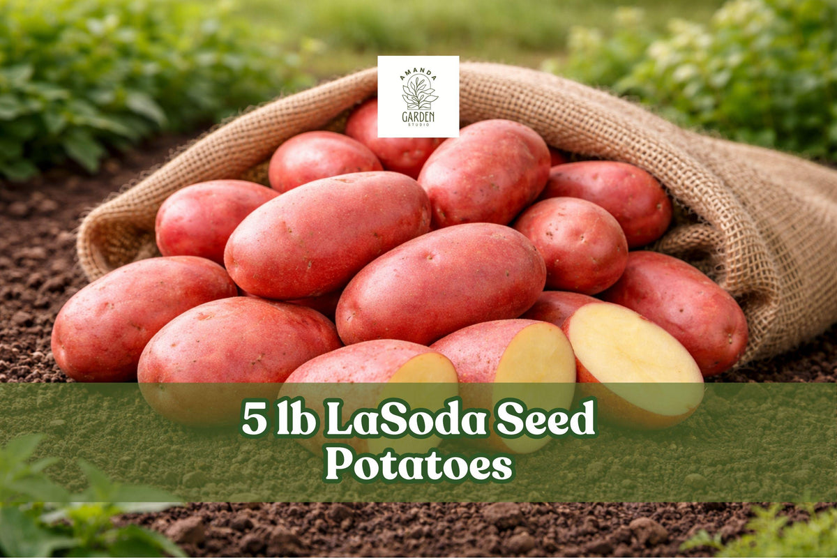 5 lb LaSoda Seed Potatoes – Red Skin Variety, Solanum tuberosum, for Outdoor Garden Planting