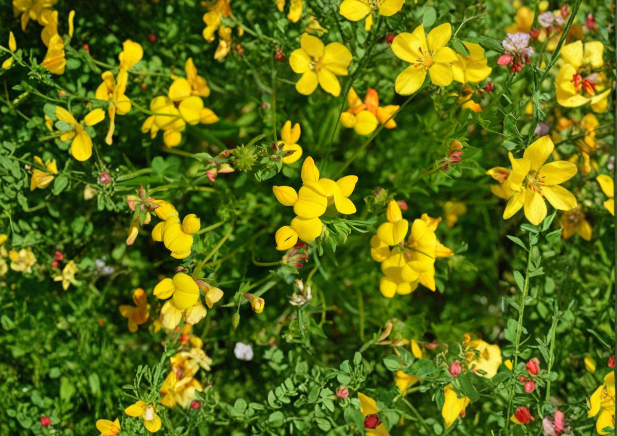 Bird’s Foot Trefoil Seeds – 100 Yellow Wildflower Groundcover for Meadows, Slopes, Pollinator Gardens – Lotus corniculatus
