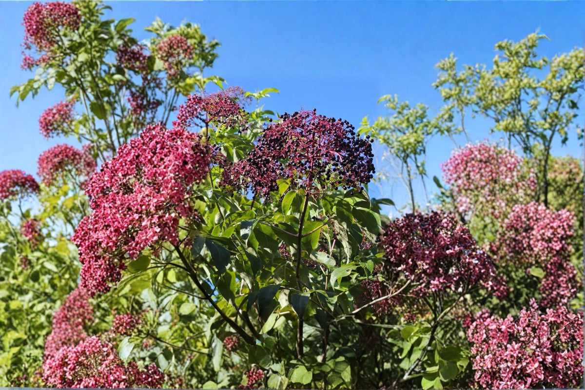 Elderberry Cuttings 12 Dormant Sambucus canadensis Fruit Shrub Varieties York Adams Nova