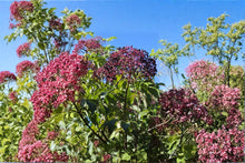 Elderberry Cuttings 12 Dormant Sambucus canadensis Fruit Shrub Varieties York Adams Nova