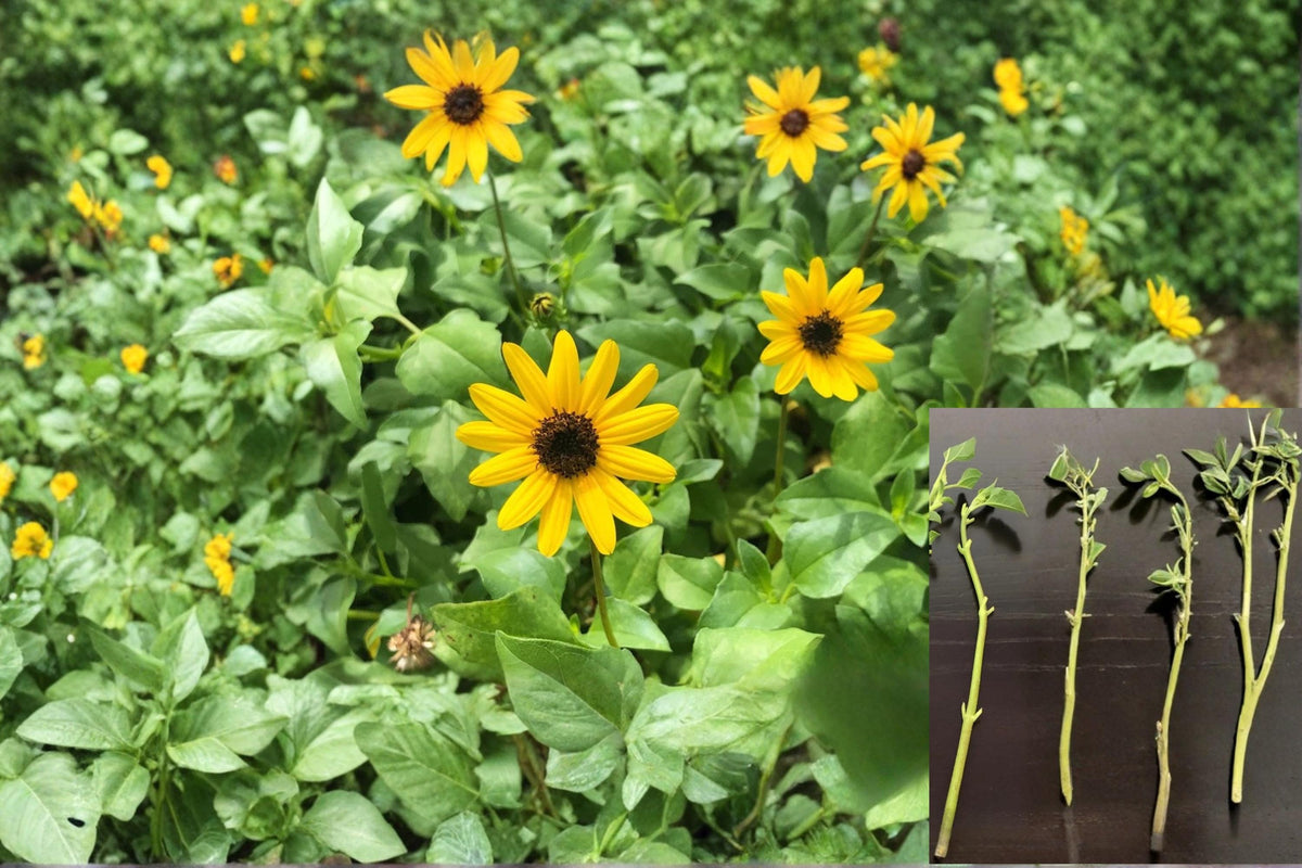 West Coast Dune Sunflower Unrooted Cuttings – Helianthus debilis, Yellow Beach Sunflower, Coastal Groundcover, Drought Tolerant