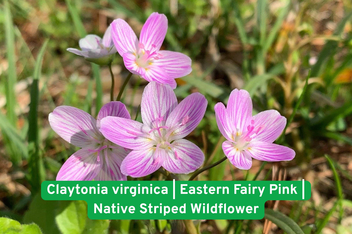 Virginia Spring Beauty Seeds – Claytonia virginica, Pink Striped Wildflower, Early Blooming Native Wildflower for Shade Gardens
