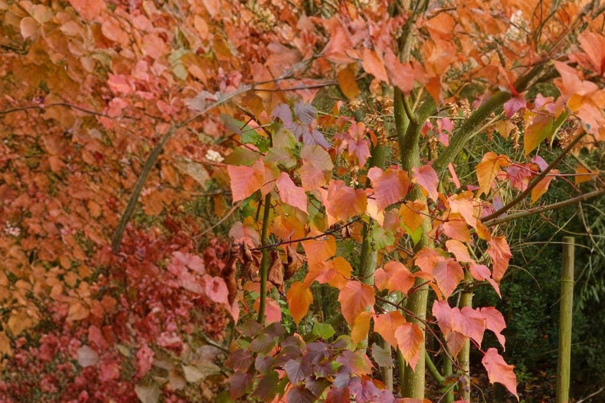 Snake Bark Maple Seeds – Acer grosseri var. hersii, Ornamental Tree with Striped Green and White Bark, 10 Seeds