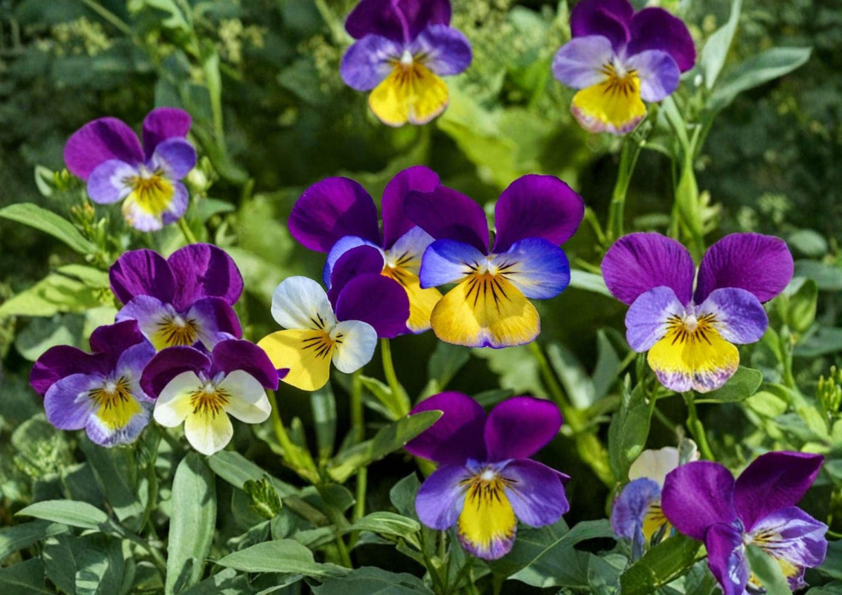 Johnny Jump Up Seeds - Viola Tricolor, Pansy-Style Blooms, 100 Seeds, Hardy Cool-Season Flower for Borders & Containers