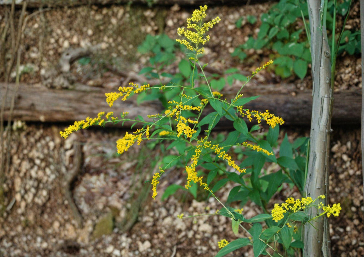 Solidago ulmifolia Elmleaf Goldenrod Seeds, Native Perennial, Late Season Yellow Pollinator Plant, 100 Seeds