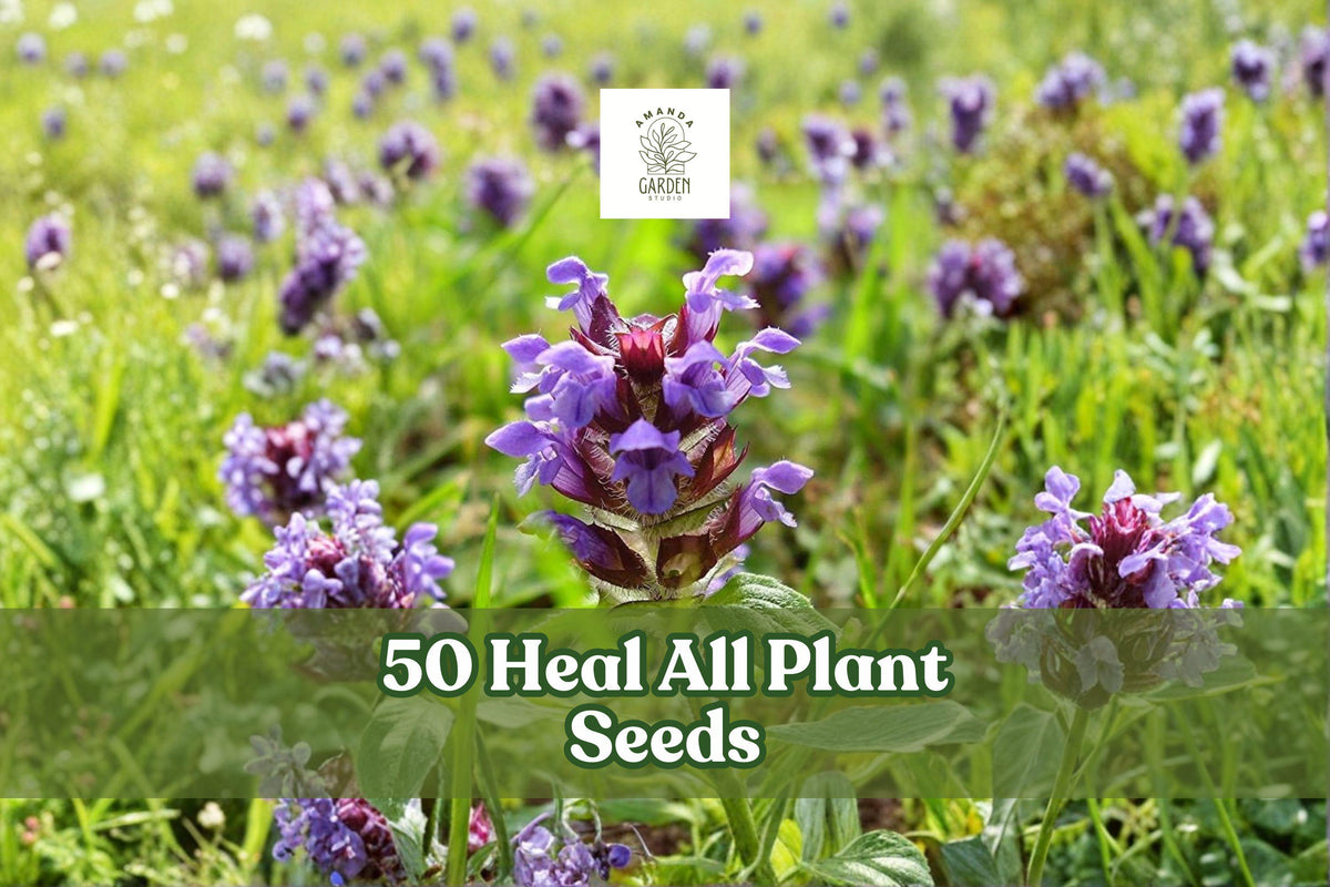 50 Heal All Seeds – Prunella vulgaris Perennial Wildflower with Violet-Purple Flowers, Creeping Growth, Suitable for Gardens & Meadows