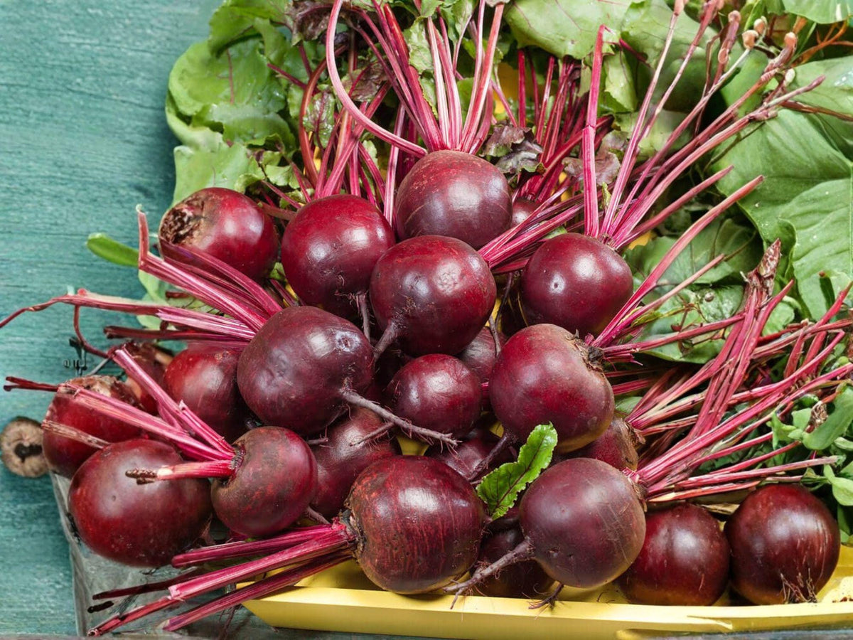 Detroit Dark Red Beet Seeds – 500 Heirloom Vegetable Garden Seeds for Planting, Deep Crimson Roots, Sweet Flavor, Open-Pollinated, Non-GMO