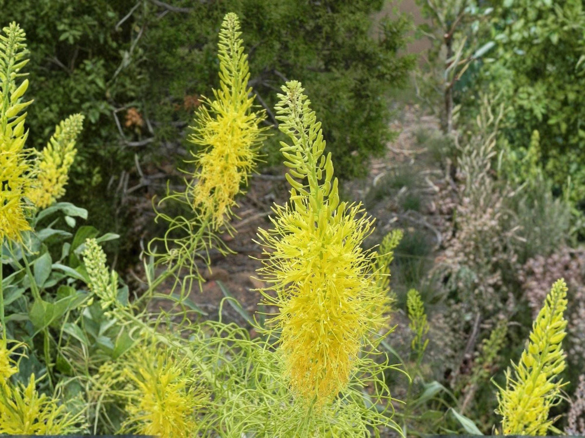 Stanleya Pinnata Seeds – Prince’s Plume Native Wildflower – Tall Drought-Tolerant Perennial with Bright Yellow Flowers