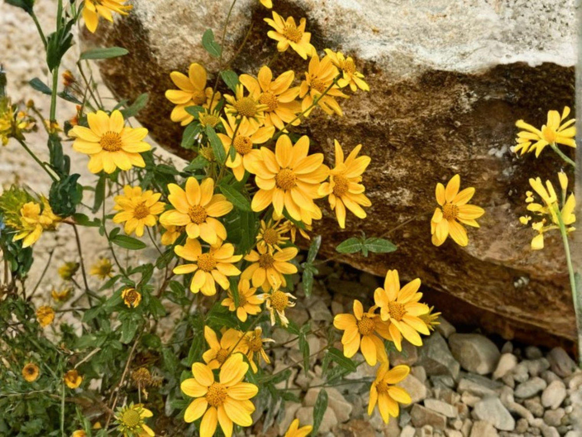 Heliomeris Multiflora Seeds – Showy Goldeneye Native Wildflower – Drought Tolerant Perennial – Bright Yellow Daisy-Like Blooms