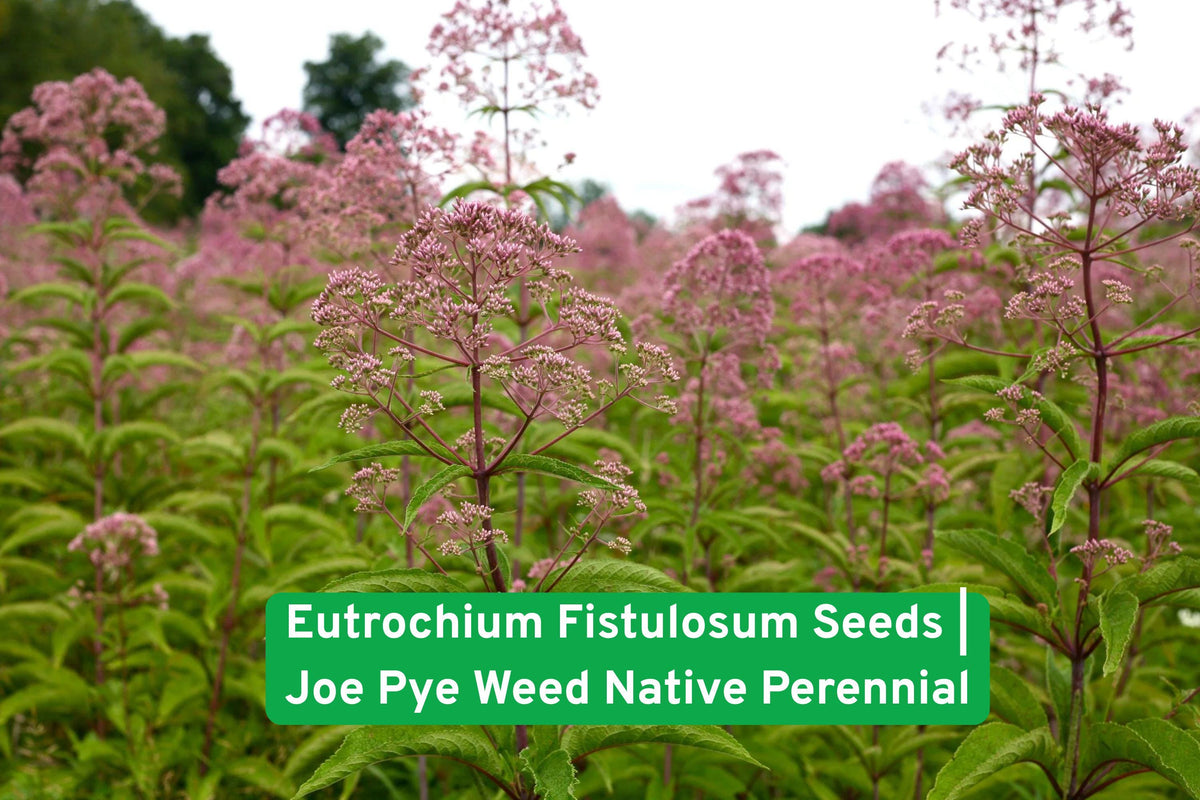 Eutrochium Fistulosum Seeds | Joe Pye Weed Native Perennial for Butterfly Gardens | Pollinator Magnet Plant