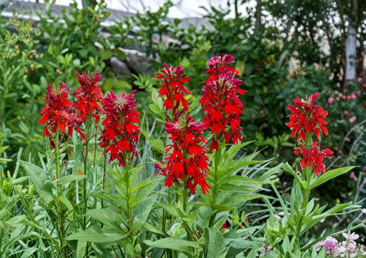 Lobelia Cardinalis Seeds – 100 Native Wildflower Seeds for Hummingbird Garden, Bright Red Perennial Flower