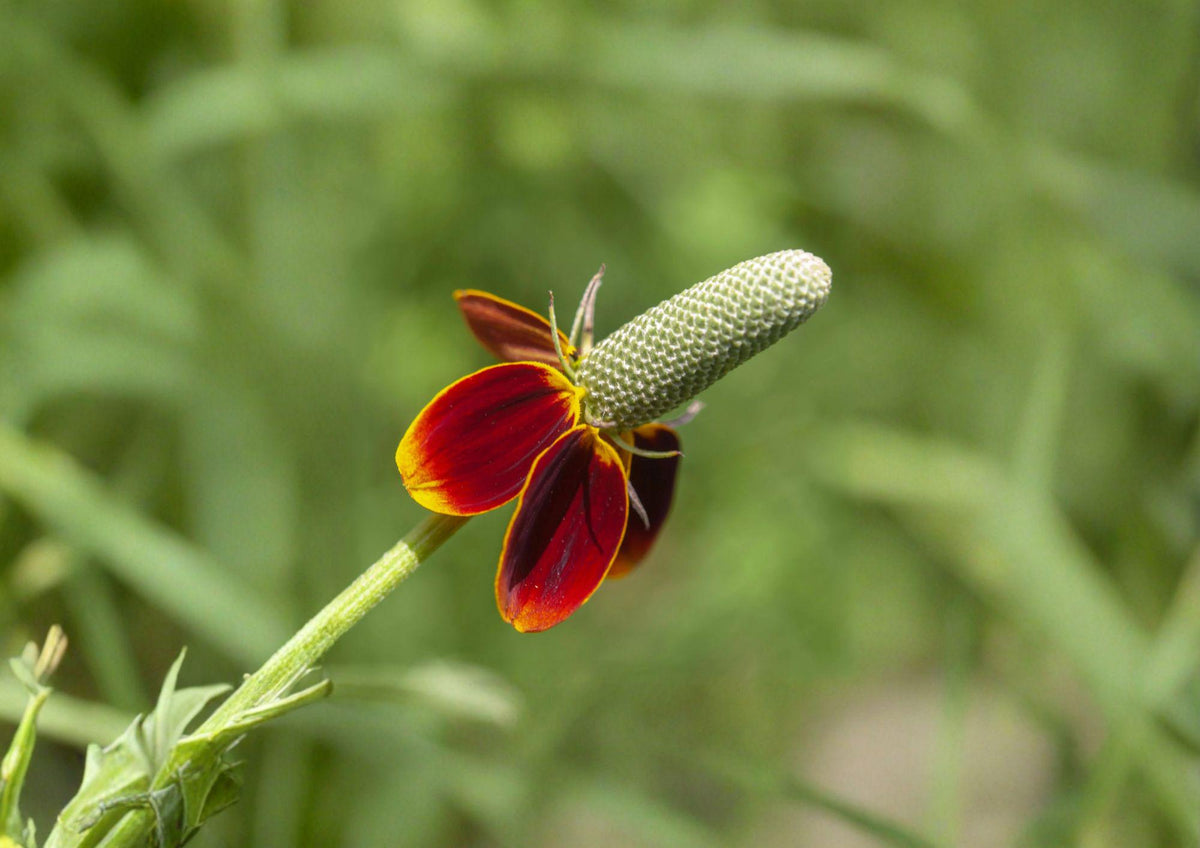 Mexican Hat Wildflower Seeds – Ratibida columnifera var. pulchra – Native Red and Yellow Prairie Perennial, Drought-Tolerant, Pollinator-Friendly, 250 Seeds