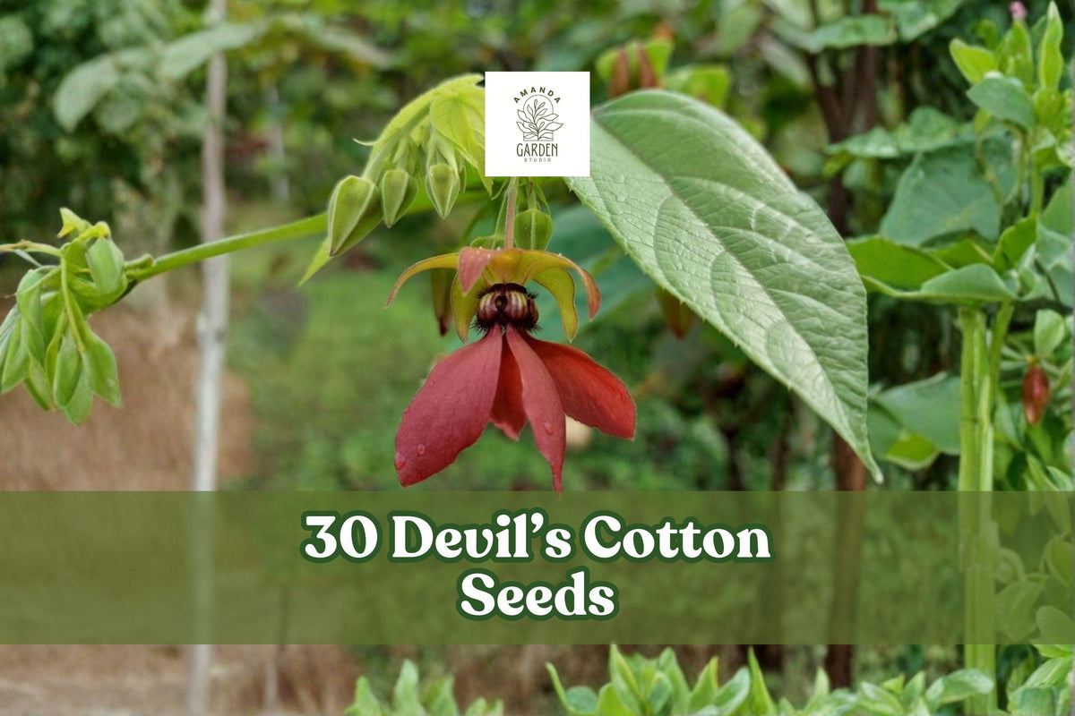 30 Devil’s Cotton Seeds – Abroma augusta Tropical Flowering Plant with Dark Maroon to Purple Blooms, Ornamental Garden or Greenhouse