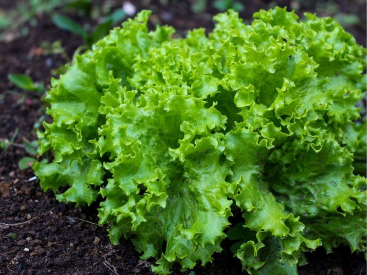 Black Seeded Simpson Lettuce Seeds – Heirloom Loose Leaf, Non-GMO, Fast Growing, Salad Greens, Lactuca sativa