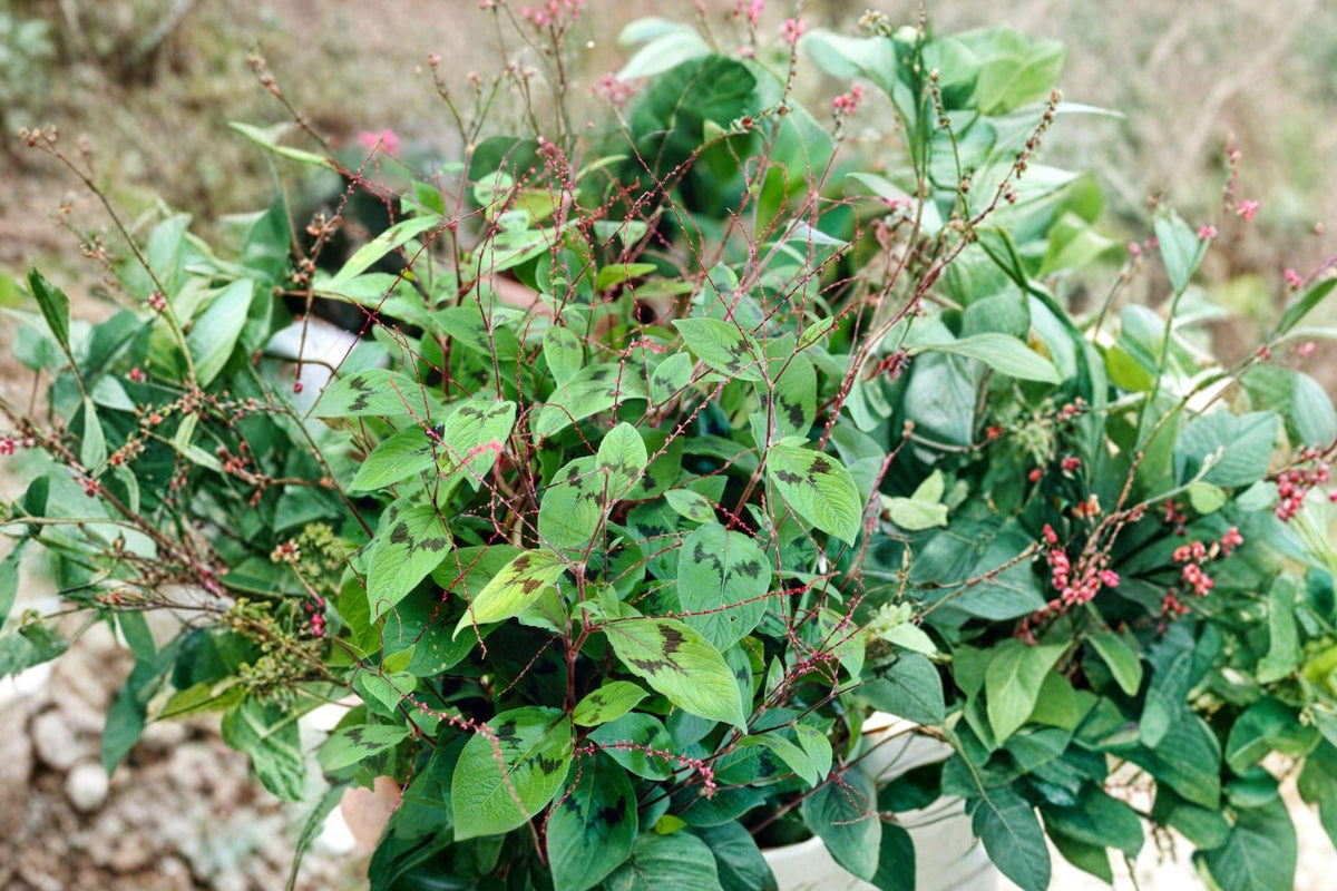 Woodland Knotweed Seeds – Persicaria Virginiana Native Shade Wildflower, Perennial, 15 Seeds