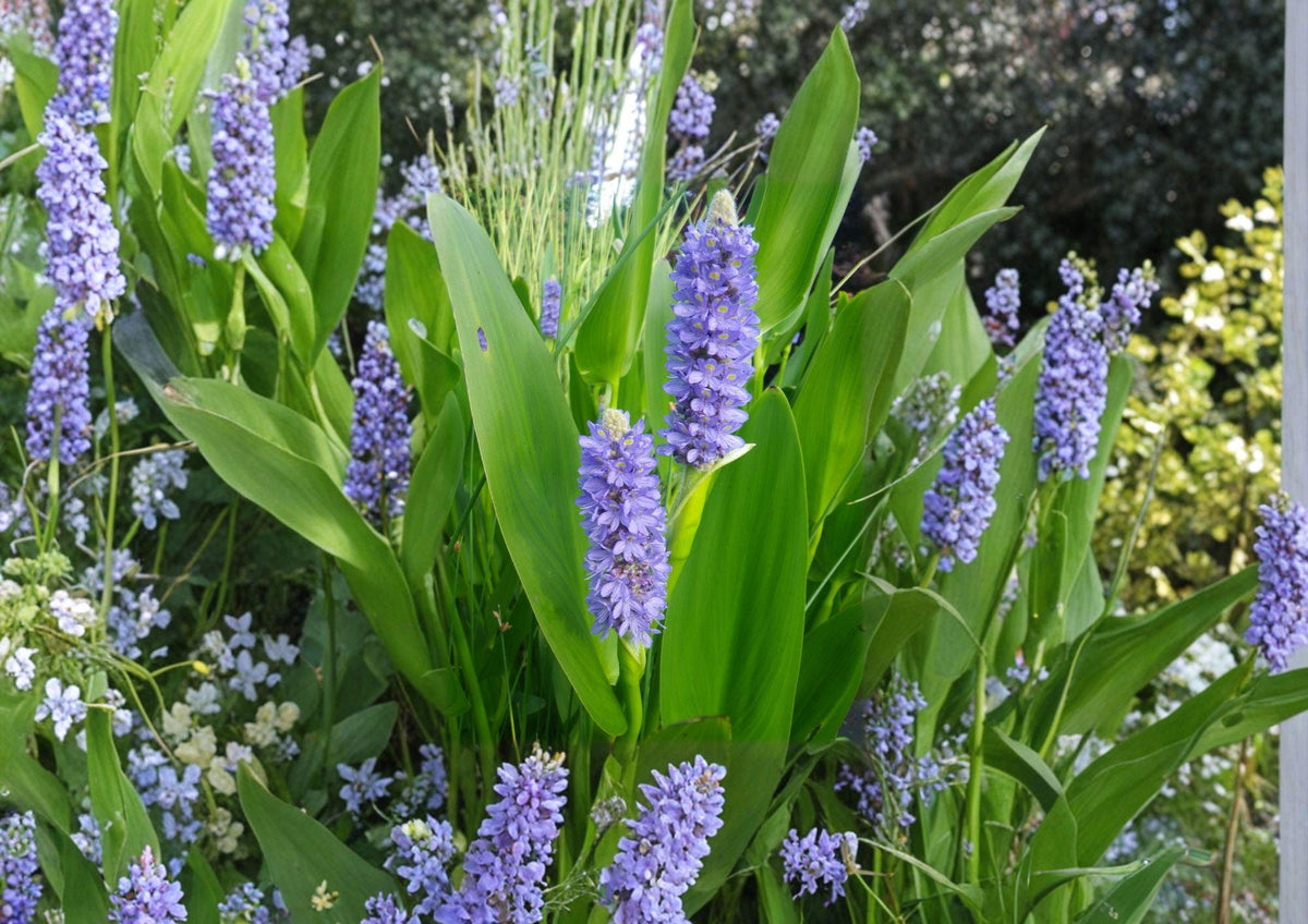 Pickerel Weed Seeds - Native Aquatic Perennial with Violet-Blue Flowers, Water Garden, Pond Plant, Pollinator Friendly, Pontederia cordata