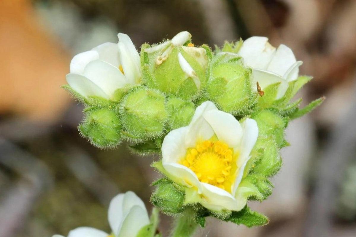 Prairie Cinquefoil Seeds – Native White Wildflower for Pollinator Gardens – Potentilla arguta, Perennial Native Plant, Drought Tolerant