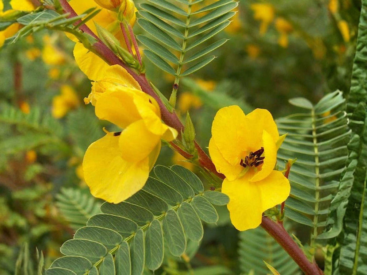 Partridge Pea Seeds Heirloom Non-GMO Chamaecrista fasciculata for Natural Garden & Wildflower Planting