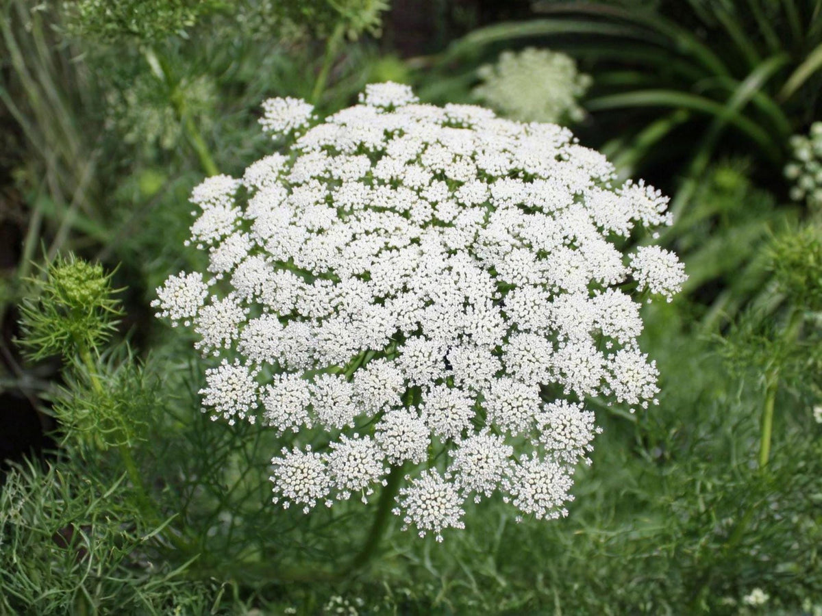 Bishop's Flower Seeds – Heirloom Ammi Majus, False Queen Anne’s Lace, Garden Blooms, Cottage Garden, Non-GMO, Open-Pollinated