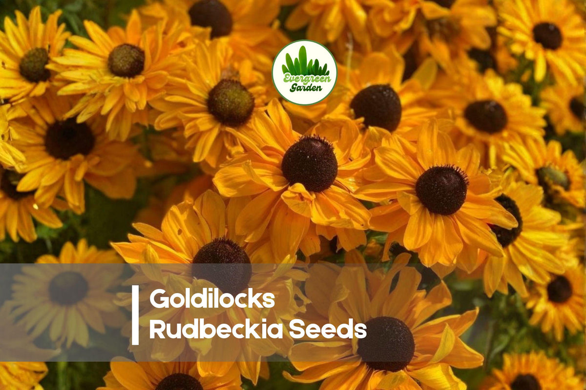 200+ Goldilocks Rudbeckia Seeds - Bright Golden Yellow Blooms, Pollinator-Friendly, Rudbeckia hirta, Heat-Tolerant Annual for Borders & Gardens