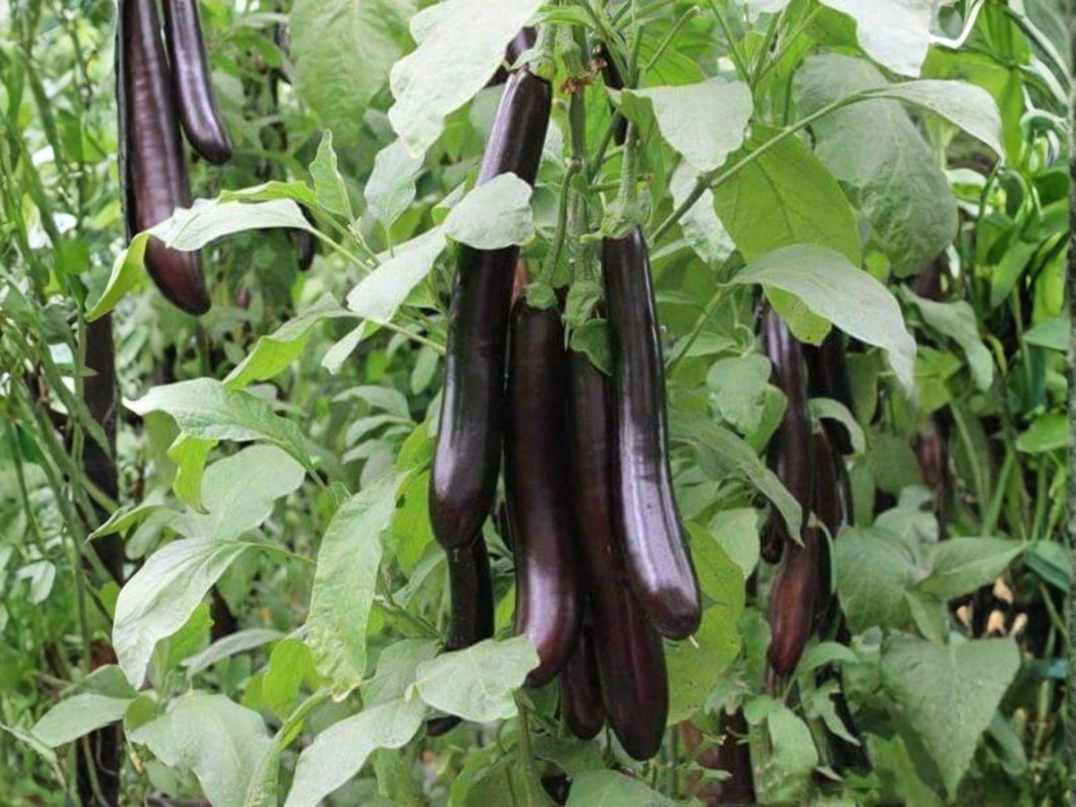 Long Purple Eggplant Seeds – 50 Heirloom Italian Aubergine Garden Seeds for Slicing, Grilling, and Roasting