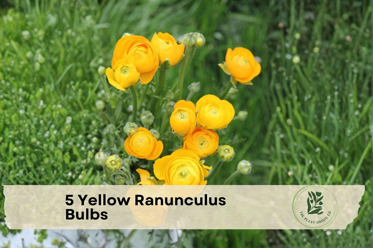 Yellow Ranunculus Bulbs – Spring-Blooming Perennial Flowers, Bright Yellow Layered Blooms, Ranunculus asiaticus, 5 Bulbs