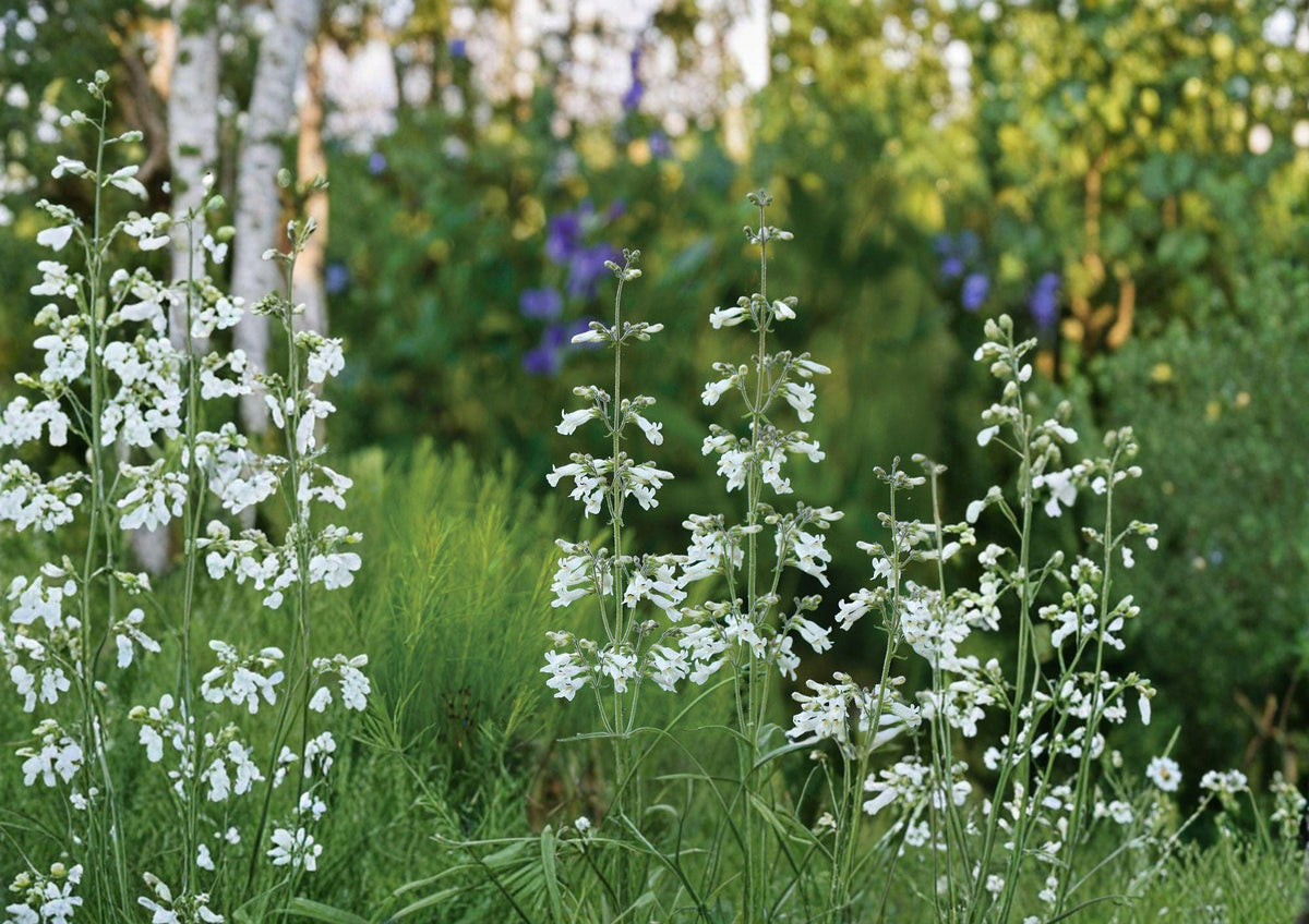 Pale Beardtongue Seeds – Native Perennial with Lavender Tubular Flowers – Penstemon pallidus for Prairie Gardens & Wildflower Landscapes