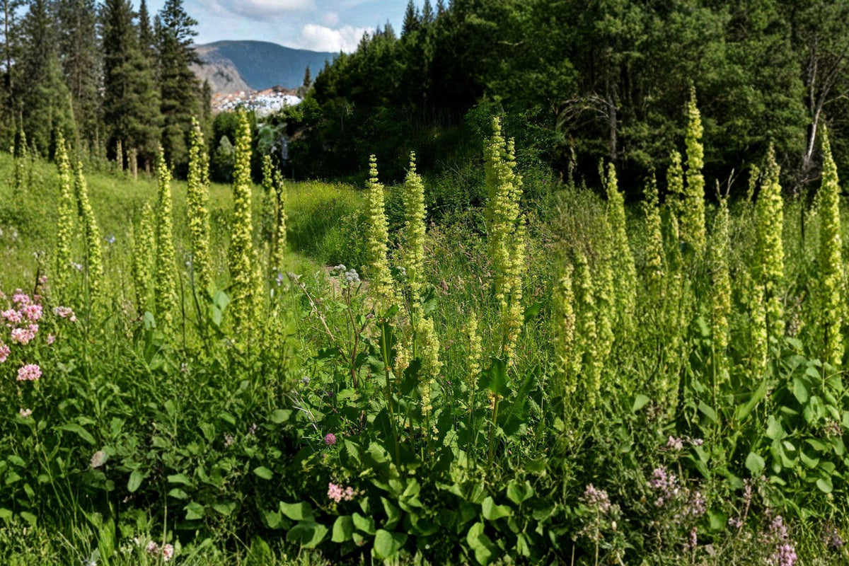 Water Dock Seeds – Native Wetland Perennial Rumex orbiculatus for Ponds, Marshes, Rain Gardens, 100 Seeds