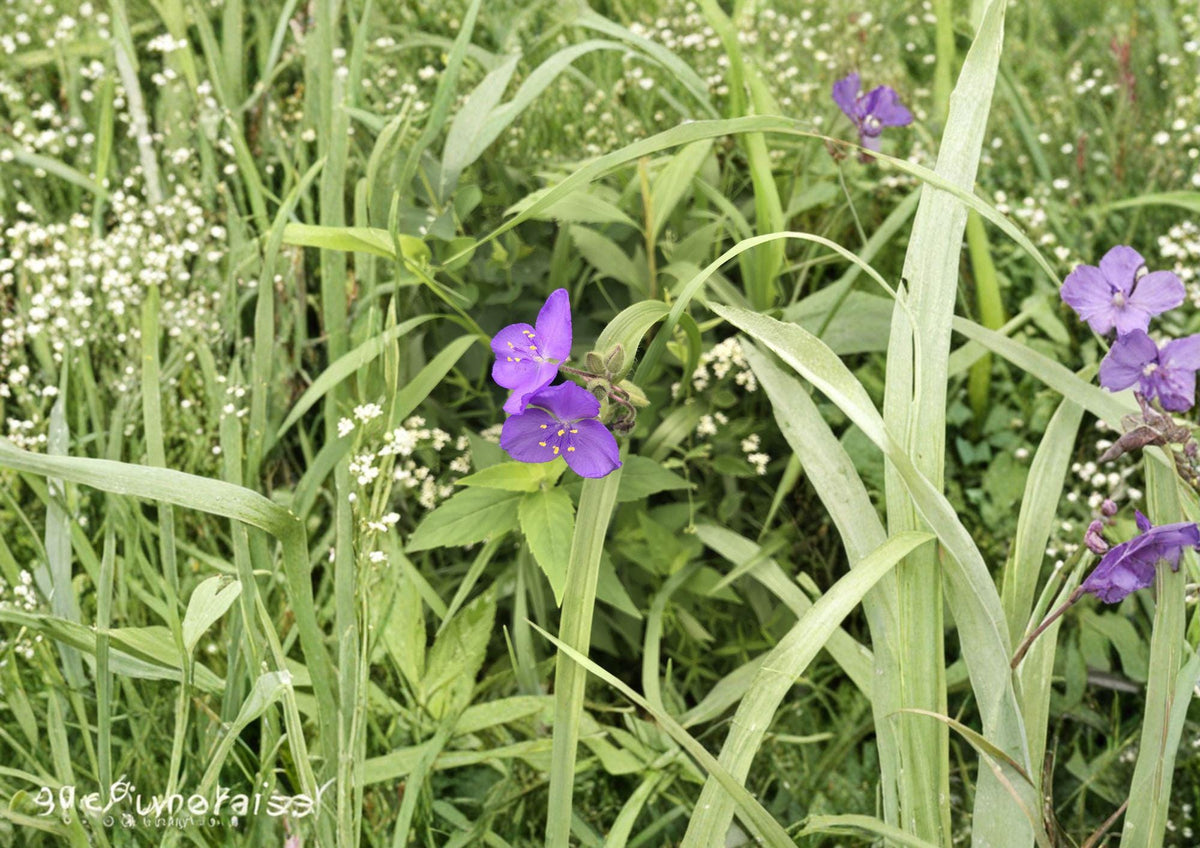 Prairie Spiderwort Seeds – Violet Blue Flowers for Pollinator Gardens – Tradescantia bracteata Native Perennial, Drought Tolerant, Wildflower Seeds