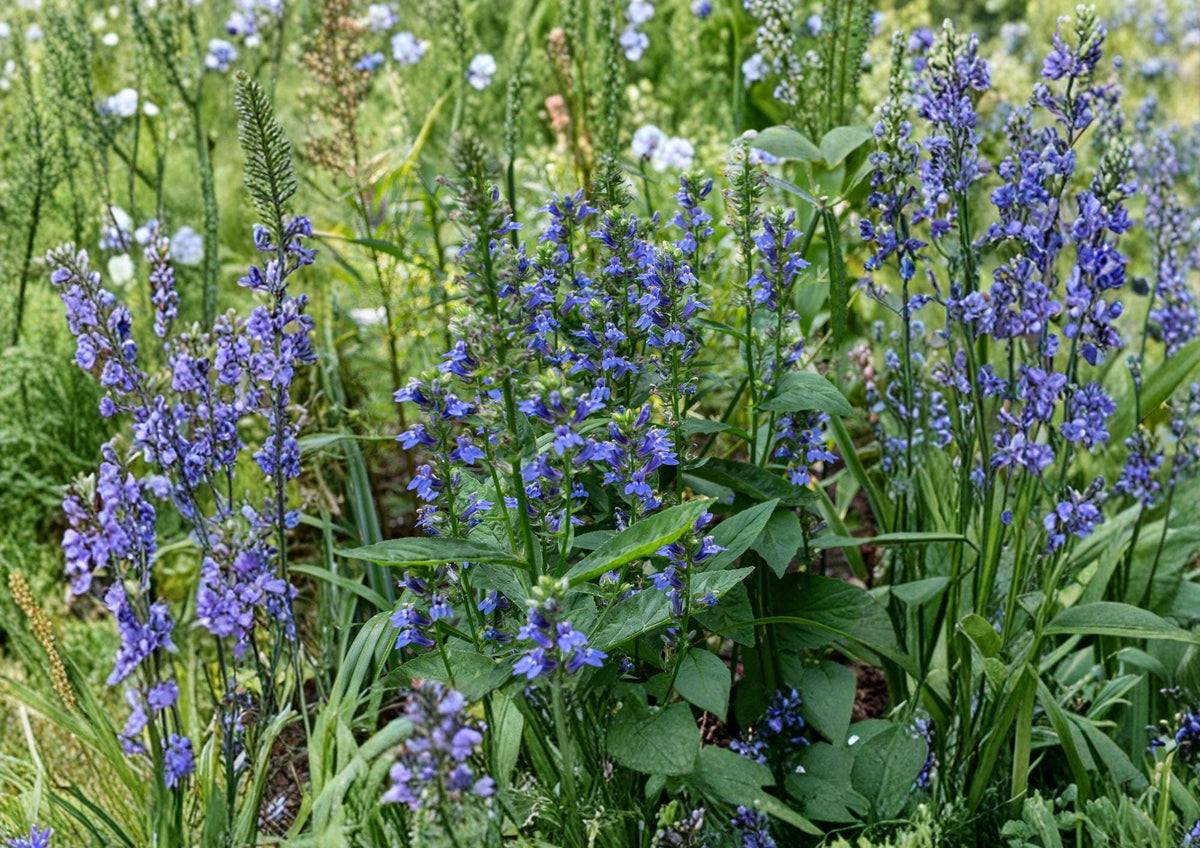 Blue Lobelia Seeds – Native Perennial for Pollinator Gardens, Lobelia siphilitica, Vivid Blue Tubular Flowers, Moist Soil, Wildflower Seeds