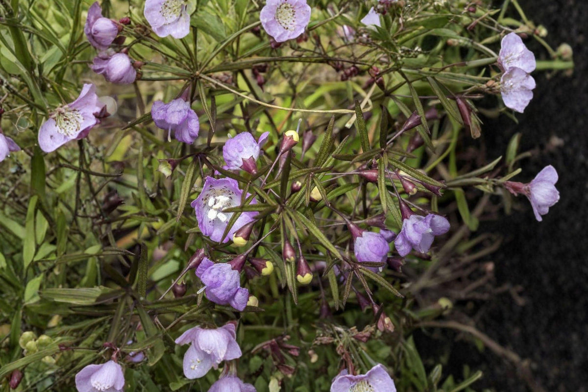 Agalinis Tenuifolia Seeds, 250 Native Wildflower Seeds, Pink Tubular Blooms, Pollinator-Friendly, Prairie and Meadow Planting