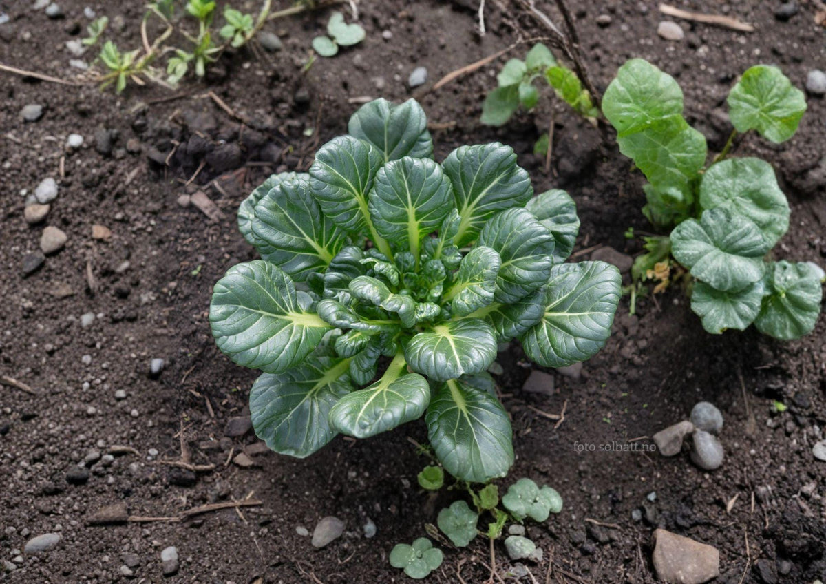 Tatsoi Seeds - Asian Leafy Green, Cold Hardy, Pak Choi, 500 Seeds, Compact, Fast-Growing, Edible Ornamental, Cool-Season Vegetable