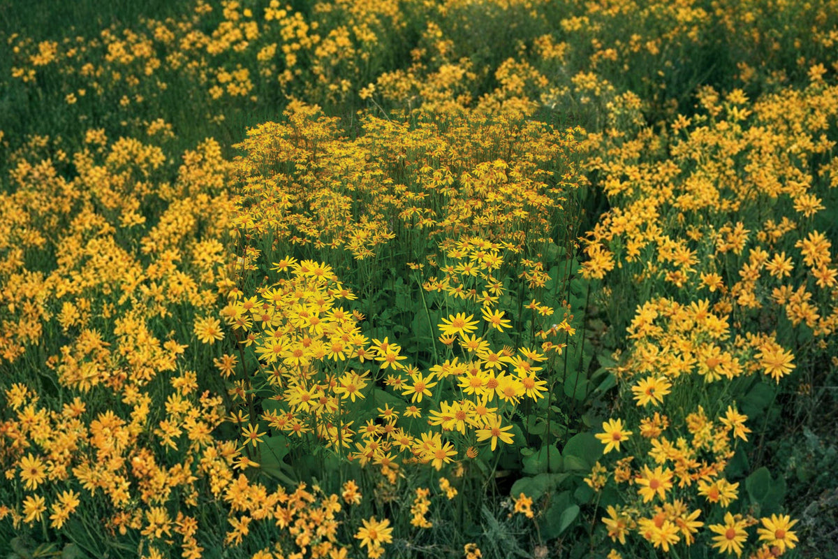 Golden Ragwort Seeds – Native Perennial Wildflower for Shade Gardens, Pollinator-Friendly, Packera aurea, 75 Seeds
