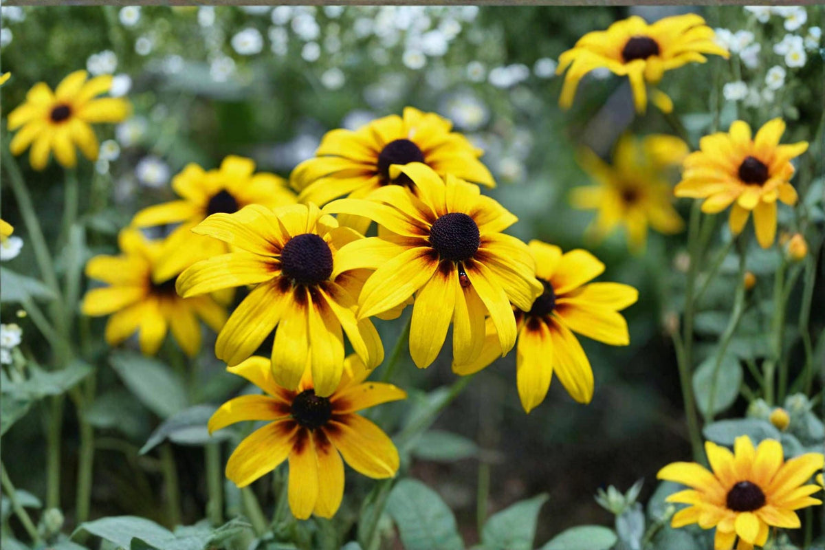 Black Eyed Susan Seeds – 400 Bulk Wildflower Seeds for Prairie Garden, Native Pollinator Plant, Rudbeckia hirta