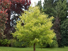 Boxelder Maple Seeds (10) – Acer negundo – Hardy Fast-Growing Shade Tree for Landscaping and Windbreaks