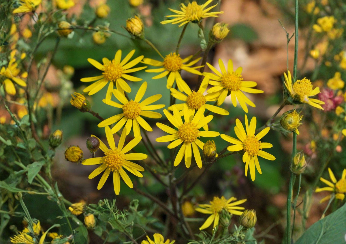 Packera Aurea Golden Ragwort Seeds – Native Perennial with Yellow Spring Blooms, Woodland Groundcover, Pollinator-Friendly, Moist Soil, Shade Tolerant