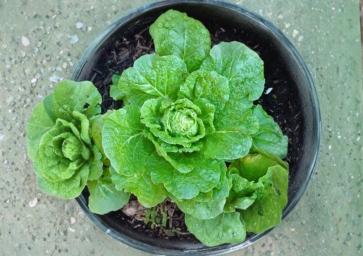 Matsushima Chinese Cabbage Seeds - 300 Napa Type Brassica rapa Pekinensis for Home Garden, Kimchi, Stir-Fry, Cool-Season Vegetable