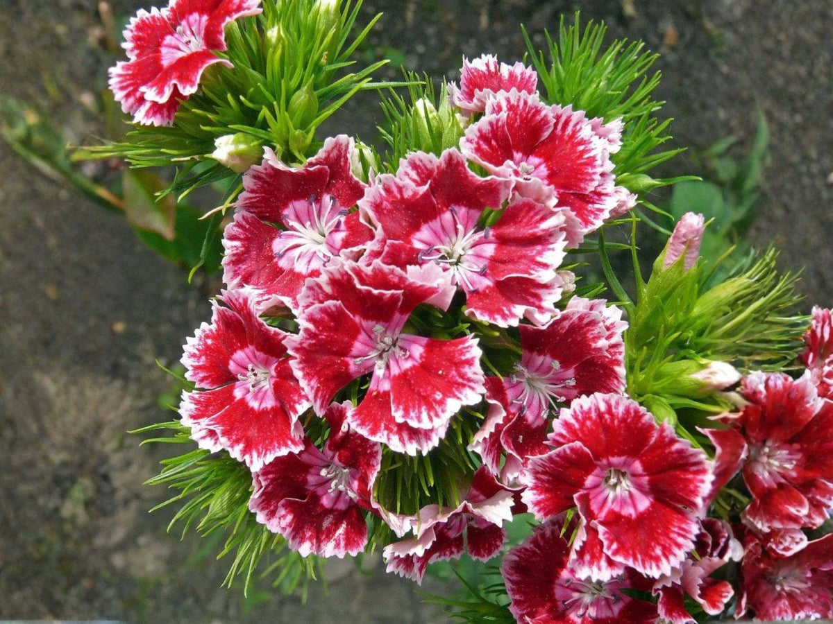 Sweet William Seeds – Heirloom Non-GMO Flower Seeds for Cottage Gardens & Pollinator Gardens – Dianthus barbatus